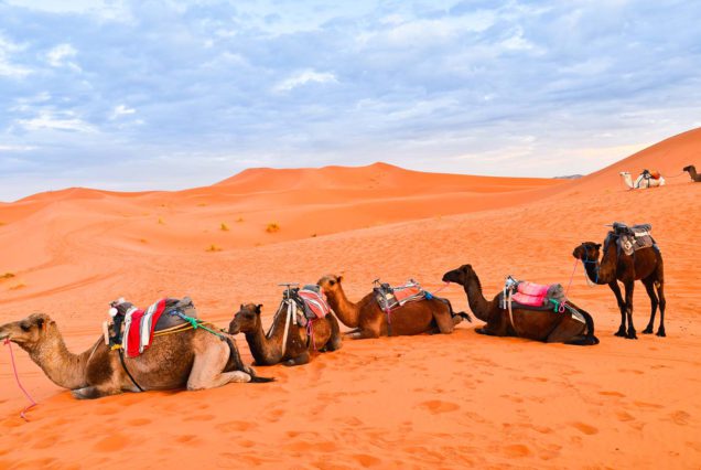 Excursión de aventura de 5 días de Marrakech al desierto a camello