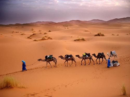 travelofmorocco-camel-trekking